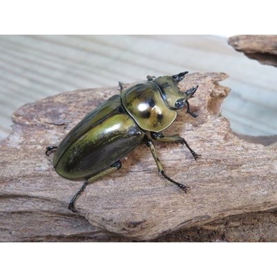 画像4: タイ産☆美麗新成虫☆ババオウゴンオニクワガタ♂60ミリ♀45ミリペア販売！！