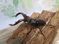 ☆人気種☆フォルスターフタマタクワガタ（亜種ニシ）♂72ミリ♀36ミリ新成虫ペア販売！！