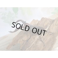 ☆人気種☆フォルスターフタマタクワガタ（亜種ニシ）♂72ミリ♀36ミリ新成虫ペア販売！！