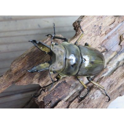 画像2: タイ産☆美麗新成虫☆ババオウゴンオニクワガタ♂60ミリ♀45ミリペア販売！！