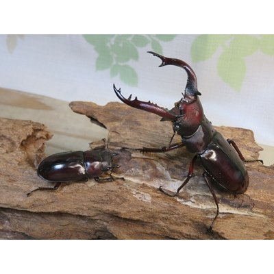 画像5: ☆人気種☆フォルスターフタマタクワガタ（亜種ニシ）♂72ミリ♀36ミリ新成虫ペア販売！！