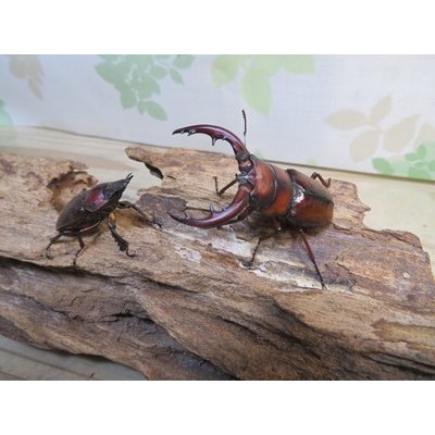 画像5: no.2☆採集禁止☆トカラノコギリクワガタ♂59ミリ♀34ミリ新成虫ペア販売！！