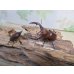 画像5: no.2☆採集禁止☆トカラノコギリクワガタ♂59ミリ♀34ミリ新成虫ペア販売！！ (5)