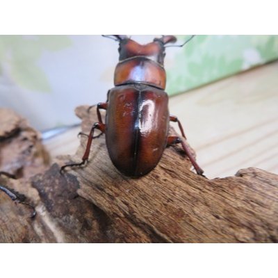画像3: no.2☆採集禁止☆トカラノコギリクワガタ♂59ミリ♀34ミリ新成虫ペア販売！！