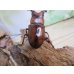 画像3: no.2☆採集禁止☆トカラノコギリクワガタ♂59ミリ♀34ミリ新成虫ペア販売！！ (3)