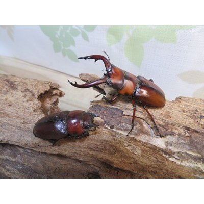 画像5: no.1☆採集禁止☆トカラノコギリクワガタ♂60ミリ♀35ミリ新成虫ペア販売！！