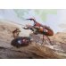 画像5: no.1☆採集禁止☆トカラノコギリクワガタ♂60ミリ♀35ミリ新成虫ペア販売！！ (5)