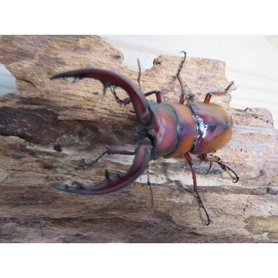 画像2: no.1☆採集禁止☆トカラノコギリクワガタ♂60ミリ♀35ミリ新成虫ペア販売！！