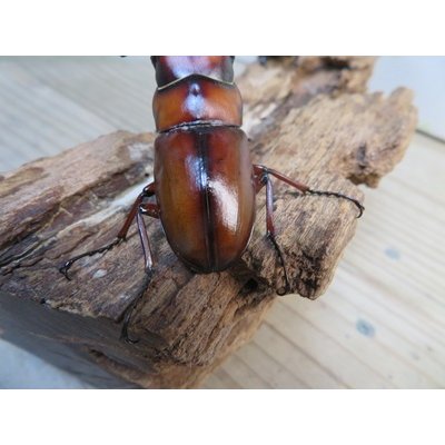 画像3: no.1☆採集禁止☆トカラノコギリクワガタ♂60ミリ♀35ミリ新成虫ペア販売！！