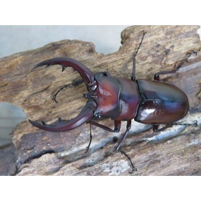 画像2: no.3☆採集禁止☆トカラノコギリクワガタ♂58ミリ♀33ミリ新成虫ペア販売！！