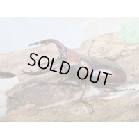 no.3☆採集禁止☆トカラノコギリクワガタ♂58ミリ♀33ミリ新成虫ペア販売！！