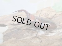 no.3☆採集禁止☆トカラノコギリクワガタ♂58ミリ♀33ミリ新成虫ペア販売！！