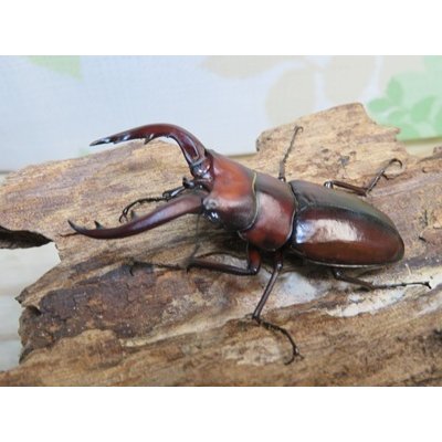 画像1: no.3☆採集禁止☆トカラノコギリクワガタ♂58ミリ♀33ミリ新成虫ペア販売！！