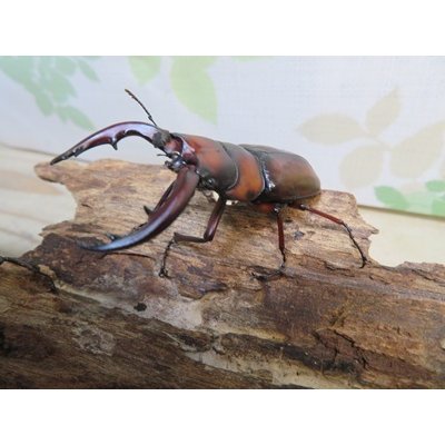 画像1: no.2☆採集禁止☆トカラノコギリクワガタ♂59ミリ♀34ミリ新成虫ペア販売！！