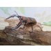 画像1: no.2☆採集禁止☆トカラノコギリクワガタ♂59ミリ♀34ミリ新成虫ペア販売！！ (1)