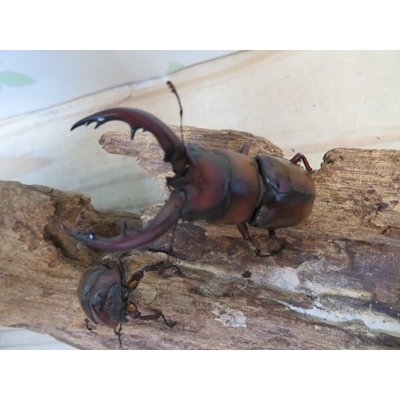 画像2: no.2☆採集禁止☆トカラノコギリクワガタ♂59ミリ♀34ミリ新成虫ペア販売！！