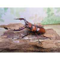 no.1☆採集禁止☆トカラノコギリクワガタ♂60ミリ♀35ミリ新成虫ペア販売！！