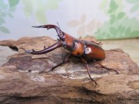 no.1☆採集禁止☆トカラノコギリクワガタ♂60ミリ♀35ミリ新成虫ペア販売！！