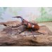 画像1: no.1☆採集禁止☆トカラノコギリクワガタ♂60ミリ♀35ミリ新成虫ペア販売！！ (1)