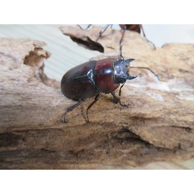 画像4: no.2☆採集禁止☆トカラノコギリクワガタ♂59ミリ♀34ミリ新成虫ペア販売！！