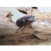 画像4: no.2☆採集禁止☆トカラノコギリクワガタ♂59ミリ♀34ミリ新成虫ペア販売！！ (4)