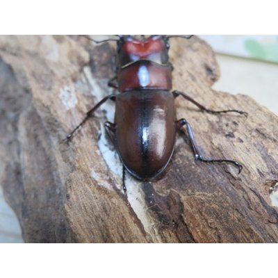画像3: no.3☆採集禁止☆トカラノコギリクワガタ♂58ミリ♀33ミリ新成虫ペア販売！！