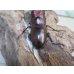 画像3: no.3☆採集禁止☆トカラノコギリクワガタ♂58ミリ♀33ミリ新成虫ペア販売！！ (3)