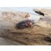 画像4: no.1☆採集禁止☆トカラノコギリクワガタ♂60ミリ♀35ミリ新成虫ペア販売！！ (4)