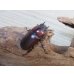画像4: no.3☆採集禁止☆トカラノコギリクワガタ♂58ミリ♀33ミリ新成虫ペア販売！！ (4)