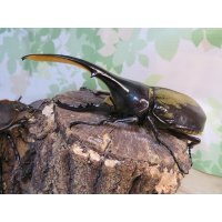 ☆新成虫☆D.H.ヘラクレス♂127ミリ♀63ミリペア販売！！