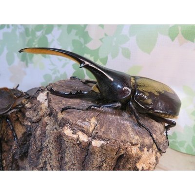 画像1: ☆新成虫☆D.H.ヘラクレス♂127ミリ♀63ミリペア販売！！