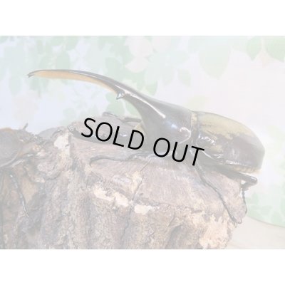 画像1: ☆新成虫☆D.H.ヘラクレス♂127ミリ♀63ミリペア販売！！