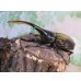 画像1: ☆新成虫☆D.H.ヘラクレス♂127ミリ♀63ミリペア販売！！ (1)