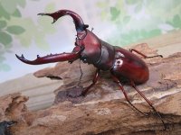 ☆人気種☆フォルスターフタマタクワガタ（亜種ニシ）♂81ミリ♀43ミリ新成虫ペア販売！！