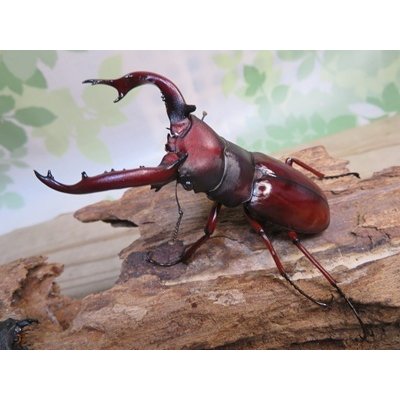 画像1: ☆人気種☆フォルスターフタマタクワガタ（亜種ニシ）♂81ミリ♀43ミリ新成虫ペア販売！！