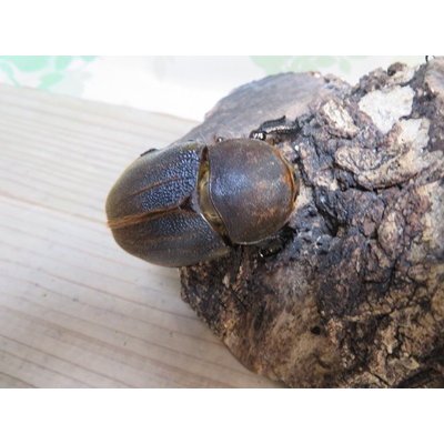 画像4: ☆新成虫☆D.H.ヘラクレス♂114ミリ♀61ミリペア販売！！