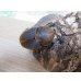 画像4: ☆新成虫☆D.H.ヘラクレス♂114ミリ♀61ミリペア販売！！ (4)