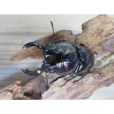 画像2: ☆人気種☆レギウスオオツヤクワガタ（赤レギ）♂66ミリ♀43ミリ新成虫ペア販売！！