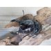 画像2: ☆人気種☆レギウスオオツヤクワガタ（赤レギ）♂66ミリ♀43ミリ新成虫ペア販売！！ (2)