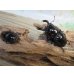 画像5: ☆人気種☆レギウスオオツヤクワガタ（赤レギ）♂66ミリ♀43ミリ新成虫ペア販売！！ (5)