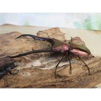 パープル血統☆ペレメタ☆メタリフェルホソアカクワガタ♂75♀フリーサイズ新成虫ペア販売！！
