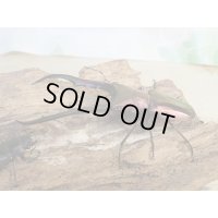 パープル血統☆ペレメタ☆メタリフェルホソアカクワガタ♂75♀フリーサイズ新成虫ペア販売！！