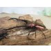 画像1: パープル血統☆ペレメタ☆メタリフェルホソアカクワガタ♂75♀フリーサイズ新成虫ペア販売！！ (1)