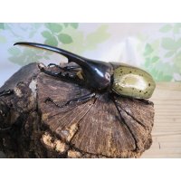 ☆新成虫☆D.H.ヘラクレス♂114ミリ♀61ミリペア販売！！
