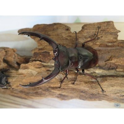 画像2: ☆新成虫☆ムラトゥス産！マンディブラリスフタマタクワガタ♂63ミリ♀42ミリペア＋♀40ミリ計3頭トリオ販売！！