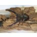 画像2: ☆新成虫☆ムラトゥス産！マンディブラリスフタマタクワガタ♂63ミリ♀42ミリペア＋♀40ミリ計3頭トリオ販売！！ (2)