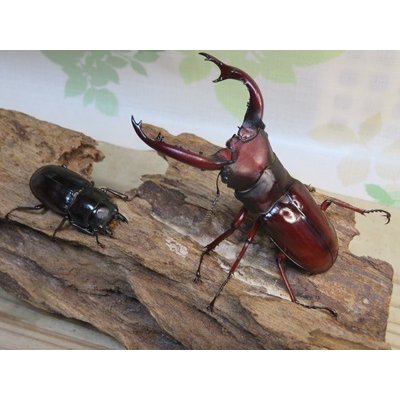 画像5: ☆人気種☆フォルスターフタマタクワガタ（亜種ニシ）♂81ミリ♀43ミリ新成虫ペア販売！！