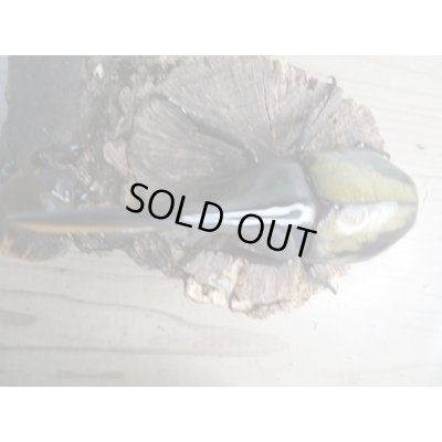 画像2: ☆新成虫☆D.H.ヘラクレス♂127ミリ♀63ミリペア販売！！