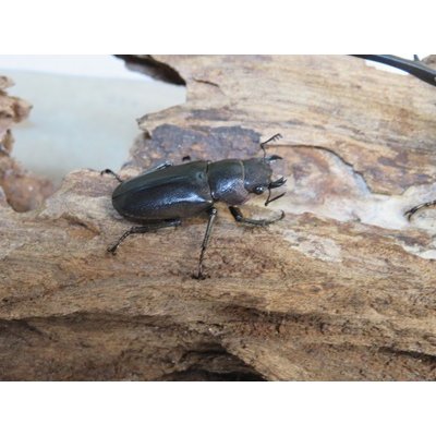 画像4: パープル血統☆ペレメタ☆メタリフェルホソアカクワガタ♂75♀フリーサイズ新成虫ペア販売！！