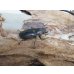 画像4: パープル血統☆ペレメタ☆メタリフェルホソアカクワガタ♂75♀フリーサイズ新成虫ペア販売！！ (4)